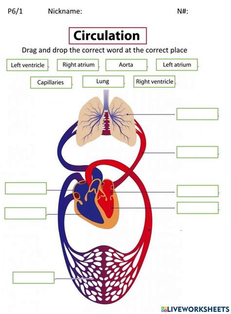 the circulatory system worksheet grade 6